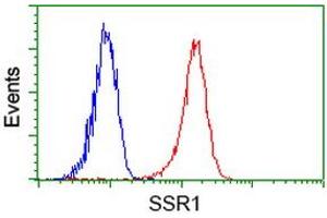 Image no. 2 for anti-Signal Sequence Receptor, alpha (SSR1) antibody (ABIN1501152) (SSR1 anticorps)