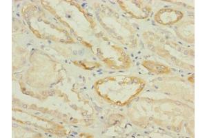 Immunohistochemistry of paraffin-embedded human kidney tissue using ABIN7170906 at dilution of 1:100 (SUCNR1 anticorps  (AA 303-334))