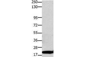 Western Blot analysis of Hela cell using Claudin 1 Polyclonal Antibody at dilution of 1:1100 (Claudin 1 anticorps)
