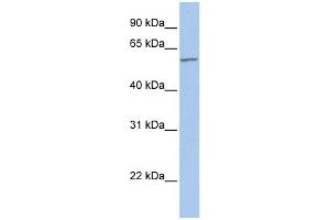WB Suggested Anti-FMO5 Antibody Titration:  0. (FMO5 anticorps  (Middle Region))