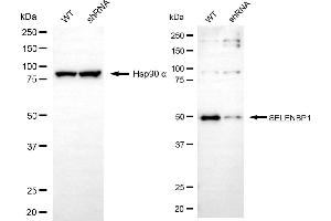Western blotting analysis using SELENBP1 antibody (ABIN7800292). (SELENBP1 anticorps)