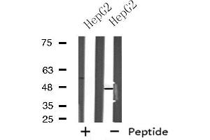 Western blot analysis of extracts from HepG2 cells using NPY5R antibody. (NPY5R anticorps  (Internal Region))