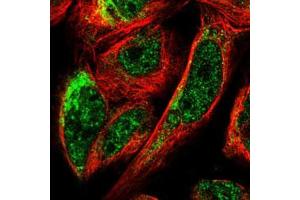 Immunofluorescent staining of U-2 OS cells with BNIP3L polyclonal antibody  (Green) shows localization to nuclear speckles and mitochondria. (BNIP3L/NIX anticorps)