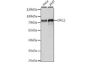 Western blot analysis of extracts of various cell lines, using ORC2 antibody (ABIN7269109) at 1:1000 dilution.