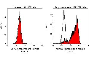 Flow Cytometry (FACS) image for anti-Replication Protein A2, 32kDa (RPA2) (pSer4), (pSer8) antibody (ABIN7453379) (Recombinant RPA2 anticorps  (pSer4, pSer8))
