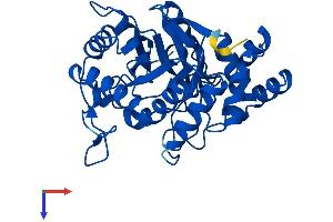 AlphaFold protein structure predicition of Human Recombinant AKR1C4 Protein, UniprotID P17516