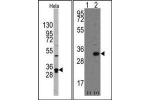 Image no. 3 for anti-Nanog Homeobox (NANOG) (AA 101-131), (Middle Region) antibody (ABIN357015) (Nanog anticorps  (Middle Region))