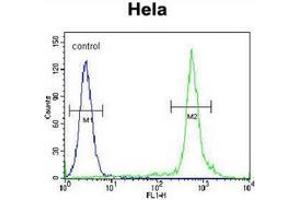 Flow cytometric analysis of Hela cells (right histogram) compared to a negative control cell (left histogram) using TTF1 / NKX2A  Antibody (N-term), followed by FITC-conjugated secondary antibodies. (NKX2-1 anticorps  (N-Term))