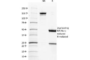 SDS-PAGE Analysis Purified CD137L-Monospecific Mouse Monoclonal Antibody (CD137L/1547). (TNFSF9 anticorps)