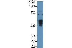 Detection of NAGa in Human 293T cell lysate using Polyclonal Antibody to N-Acetylgalactosaminidase Alpha (NAGa) (NAGA anticorps  (AA 18-217))