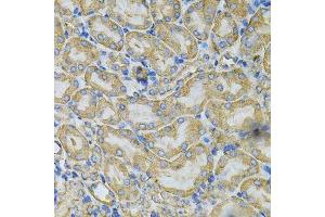 Immunohistochemistry of paraffin-embedded mouse kidney using HSP90AB1 Antibody.