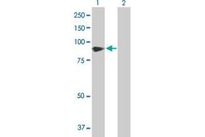 Western Blot analysis of VASN expression in transfected 293T cell line by VASN MaxPab polyclonal antibody.
