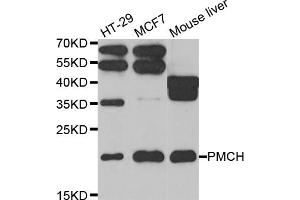 Western blot analysis of extracts of various cell lines, using PMCH antibody (ABIN5974038) at 1/1000 dilution. (PMCH anticorps)