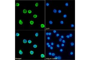 Immunofluorescence staining of fixed mouse splenocytes with anti-CD79b antibody HM79-16. (Recombinant CD79b anticorps)