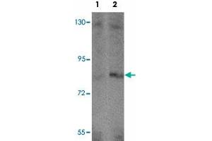Western blot analysis of APBA2 in human brain tissue lysate with APBA2 polyclonal antibody  at (1) 1 and (2) 2 ug/mL. (APBA2 anticorps  (Internal Region))