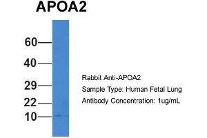Host: Rabbit  Target Name: APOA2  Sample Tissue: Human Fetal Lung  Antibody Dilution: 1. (APOA2 anticorps  (N-Term))