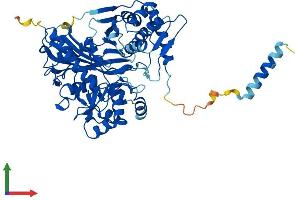 AlphaFold protein structure predicition of Human Recombinant GK2 Protein, UniprotID Q14410