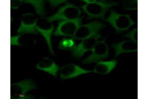Immunocytochemistry staining of alpha tubulin in HeLa cells using mouse monoclonal antibody TU-01 FITC.