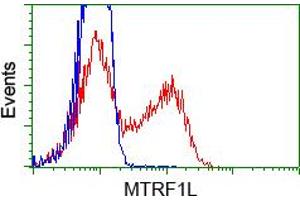 Image no. 1 for anti-Mitochondrial Translational Release Factor 1-Like (MTRF1L) antibody (ABIN1498692) (MTRF1L anticorps)