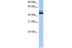 WB Suggested Anti-C15orf27 Antibody Titration: 0. (C15orf27 anticorps  (Middle Region))