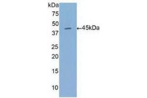 Detection of Recombinant ANXA1, Human using Polyclonal Antibody to Annexin A1 (ANXA1)