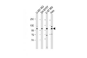 All lanes : Anti-SH3PXD2B Antibody (Center) at 1:2000 dilution Lane 1: U-251 MG whole cell lysate Lane 2: SH-SY5Y whole cell lysate Lane 3: U-87 MG whole cell lysate Lane 4: Hela whole cell lysate Lysates/proteins at 20 μg per lane. (SH3PXD2B anticorps  (AA 505-539))