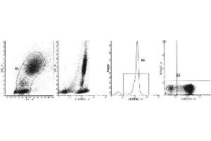 Image no. 1 for anti-Sialophorin (SPN) antibody (FITC) (ABIN1106375) (CD43 anticorps  (FITC))