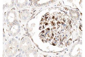 ABIN6276861 at 1/100 staining human kidney tissue sections by IHC-P. (Cadherin 13 anticorps  (Internal Region))