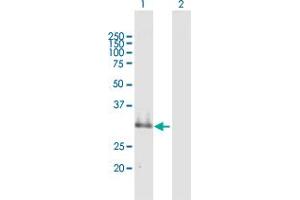 Western Blot analysis of SUSD4 expression in transfected 293T cell line by SUSD4 MaxPab polyclonal antibody. (SUSD4 anticorps  (AA 1-290))