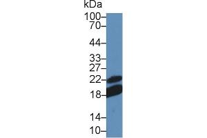 Western Blot; Sample: Mouse Lymph node lysate; Primary Ab: 5µg/ml Rabbit Anti-Mouse CD28 Antibody Second Ab: 0. (CD28 anticorps  (AA 33-174))