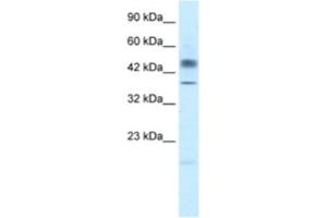 Western Blotting (WB) image for anti-POU Class 3 Homeobox 1 (POU3F1) antibody (ABIN2460645) (POU3F1 anticorps)