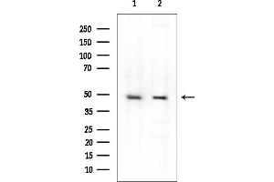 anti-Serine Incorporator 1 (SERINC1) (C-Term) antibody