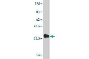 Western Blot detection against Immunogen (36.