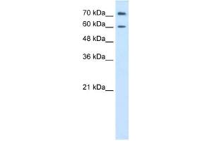 PRODH2 antibody used at 0. (PRODH2 anticorps)
