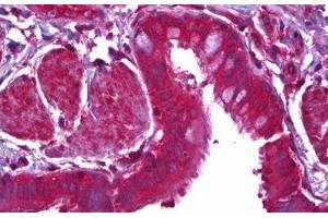 Anti-MFGE8 / MFG-E8 antibody IHC staining of human lung, epithelium. (MFGE8 anticorps)