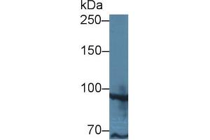 Western Blot; Sample: Human MCF7 cell lysate; Primary Ab: 1µg/ml Rabbit Anti-Human TAF2 Antibody Second Ab: 0.