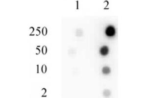 Sp1 phospho Ser101 antibody tested by dot blot analysis. (SP1 anticorps  (pSer101))