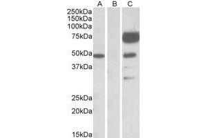 Western Blotting (WB) image for anti-Angiopoietin 1 (ANGPT1) (Internal Region) antibody (ABIN2464478) (Angiopoietin 1 anticorps  (Internal Region))