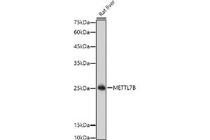 Western blot analysis of extracts of Rat liver, using METTL7B antibody (ABIN6128288, ABIN6143779, ABIN6143781 and ABIN6223026) at 1:1000 dilution. (METTL7B anticorps  (AA 55-244))