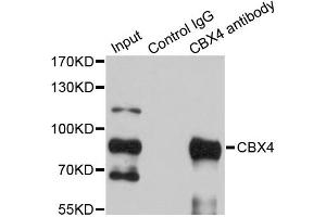 Immunoprecipitation analysis of 200ug extracts of HepG2 cells using 1ug CBX4 antibody. (CBX4 anticorps)