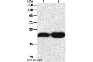 Western blot analysis of NIH/3T3 and Lncap cell, using TEKT1 Polyclonal Antibody at dilution of 1:500 (TEKT1 anticorps)