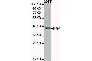 Western blot analysis of 293T cell lysate using FIGF antibody. (VEGFD anticorps  (AA 20-220))