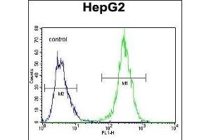 MRFL1 Antibody (Center) 1521c flow cytometric analysis of HepG2 cells (right histogram) compared to a negative control cell (left histogram). (MRFAP1L1 anticorps  (AA 28-56))