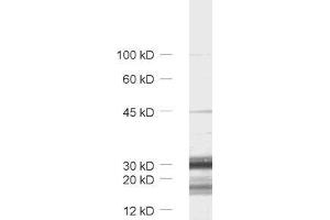 dilution: 1 : 1000, sample: synaptic vesicle fraction (LP2) of rat brain (TMEM163 anticorps  (AA 44-63))