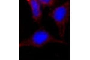 Image no. 2 for anti-Nanog Homeobox (NANOG) (AA 101-131), (Middle Region) antibody (ABIN357015) (Nanog anticorps  (Middle Region))