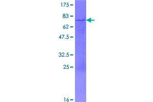 SDS-PAGE (SDS) image for Heterogeneous Nuclear Ribonucleoprotein D (HNRNPD) (AA 1-355) protein (GST tag) (ABIN1779693)