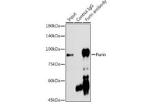 Immunoprecipitation analysis of 300 μg extracts of HepG2 cells using 3 μg Furin antibody (ABIN6127933, ABIN6140815, ABIN6140817 and ABIN6223322).