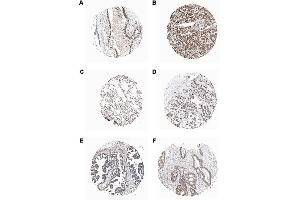 Immunohistochemical staining of endogenous human PIDD in different human tissues (paraffin sections) using MAb to PIDD (Anto-1) . (PIDD anticorps  (AA 776-910))