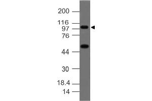Image no. 1 for anti-Tumor Necrosis Factor, alpha-Induced Protein 3 (TNFAIP3) (C-Term) antibody (ABIN5027467)