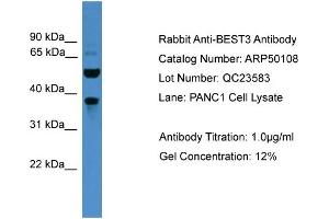 WB Suggested Anti-BEST3  Antibody Titration: 0. (Bestrophin 3 anticorps  (C-Term))